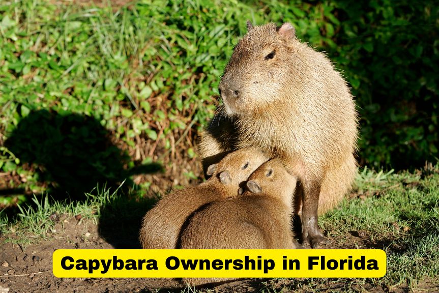 Capybara Ownership in Florida