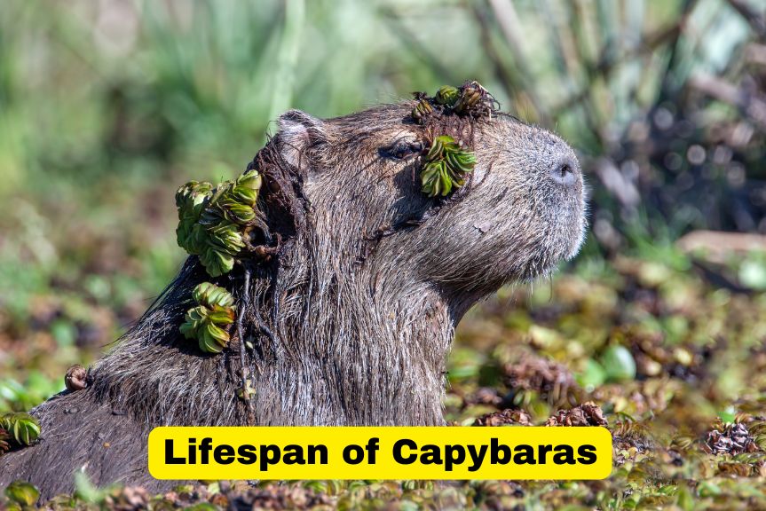 Lifespan of Capybaras